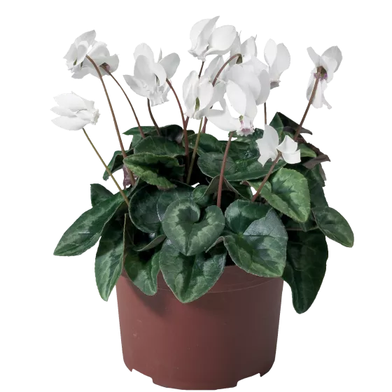 AmazeMe White