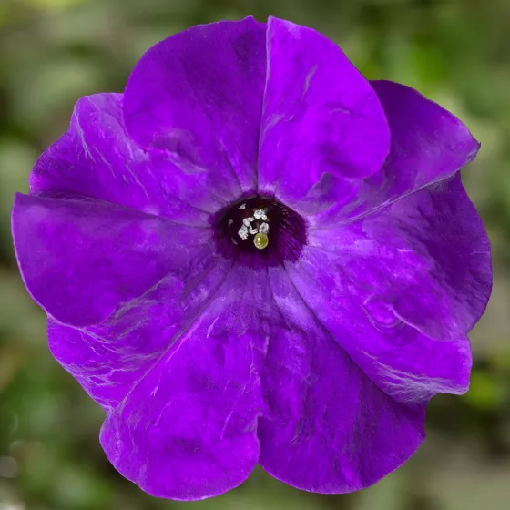 TriTunia Blue
