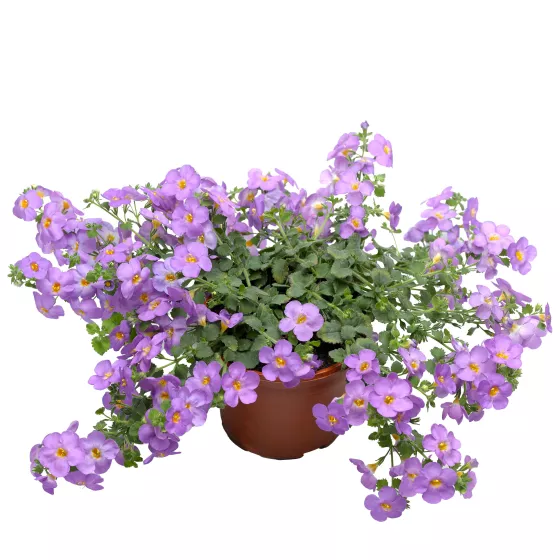 Cabana® Jumbo Blue