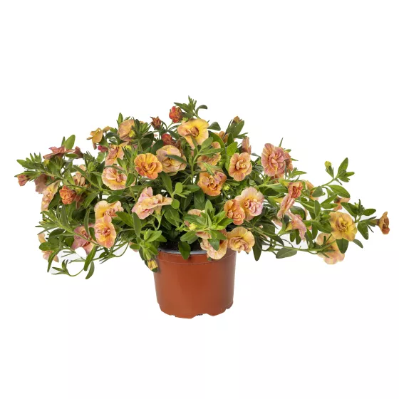 Callie® Double Mosaic Yellow Pink