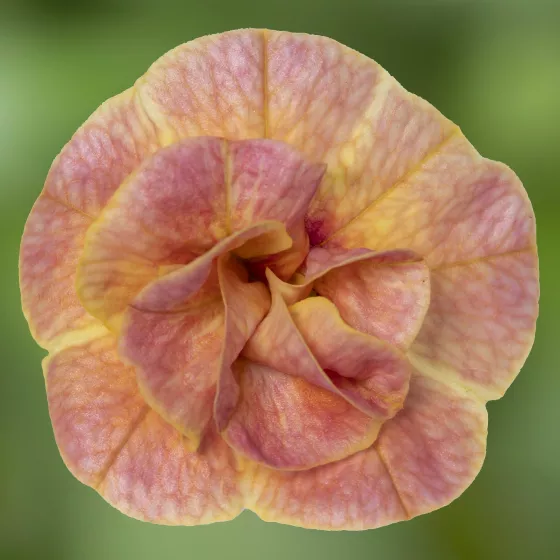 Callie® Double Mosaic Yellow Pink