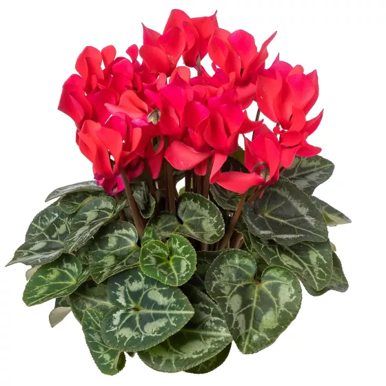 Facila Deep Rose
