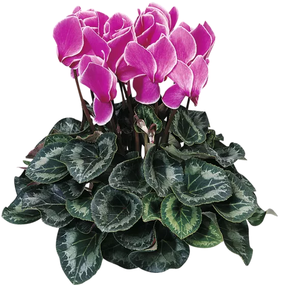 Sierra Purple Flame