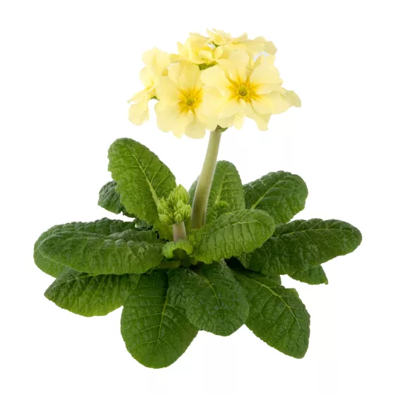Stieletto Lemon Yellow