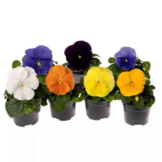 Delta® Pro Clear Colors Mix