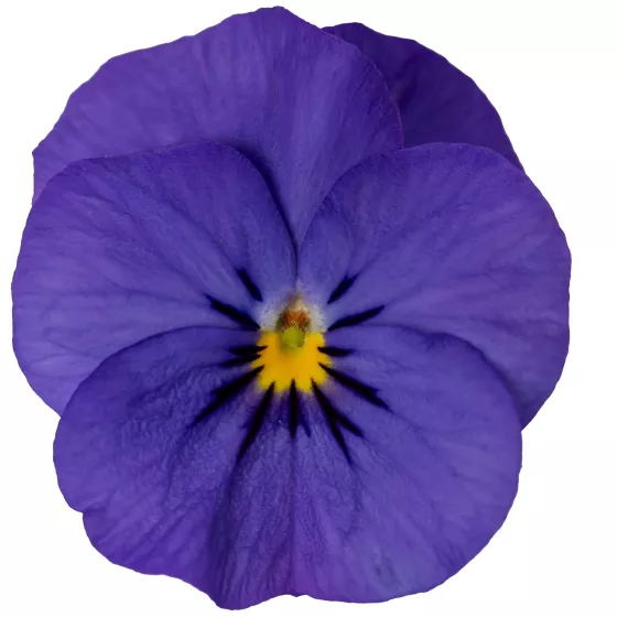 Penny Pro Deep Blue