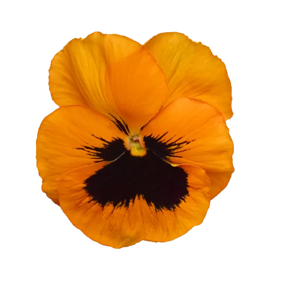 Delta® Orange with Blotch