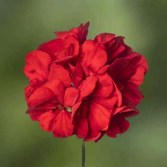 Calliope® M Red