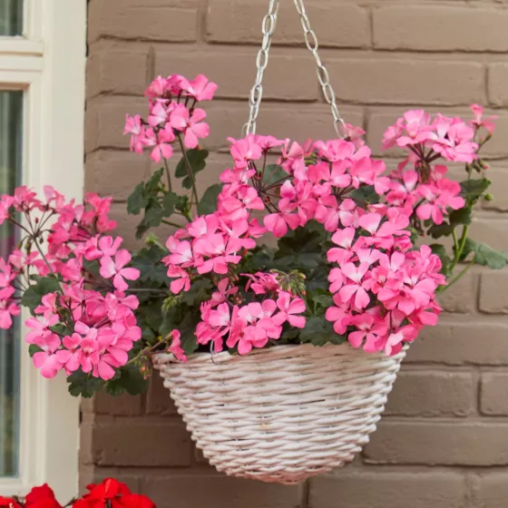 Calliope® Landscape Pink