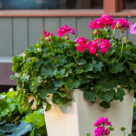 Calliope® L Hot Rose