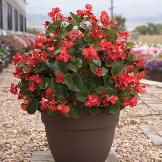 Volumia Scarlet