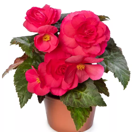 Limitless® Dark Rose
