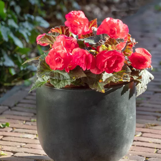Limitless® Dark Rose