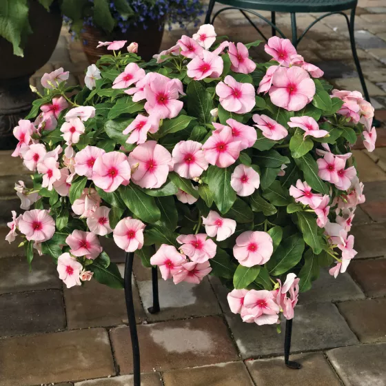 Cora Cascade XDR Strawberry
