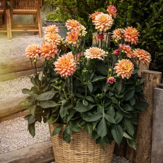 Sincerity Peach