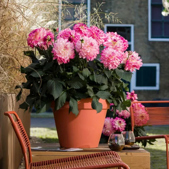 Sincerity Rose Bicolor
