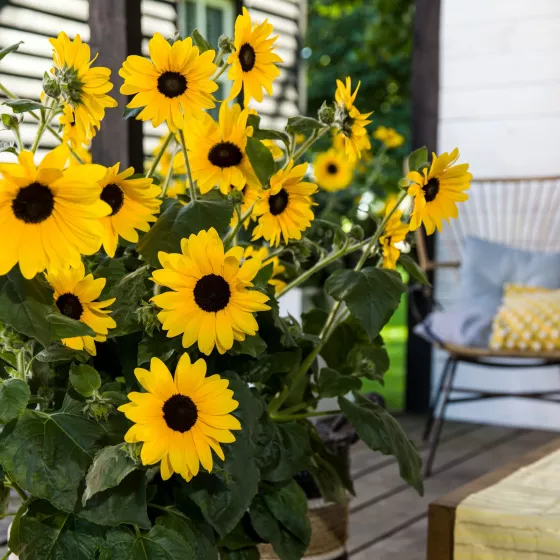 Sunfinity® Yellow Dark Center