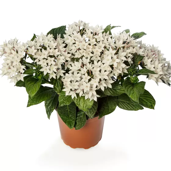 Starcluster White