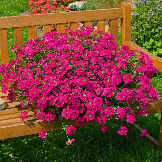 Magelana Hot Rose