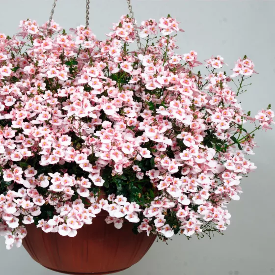 Flying Colors® Appleblossom