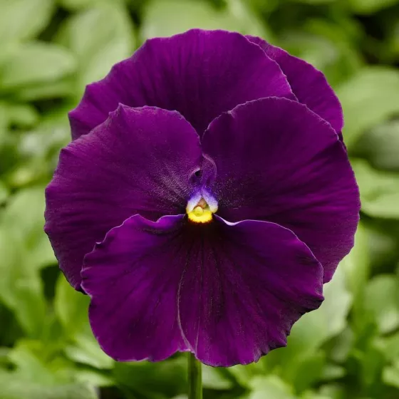 Delta® Pro Clear Violet