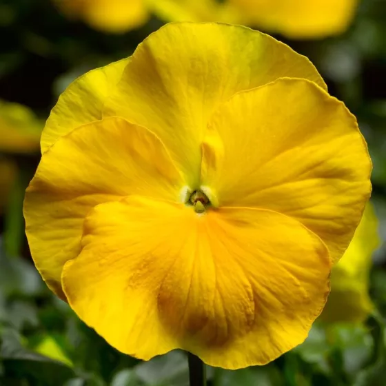 Delta® Pro Clear Yellow