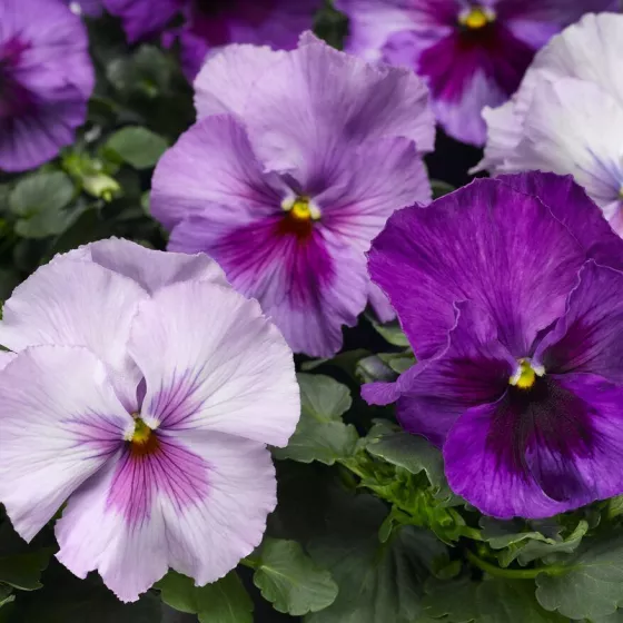 Delta® Pro Lavender Blue Shades