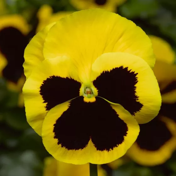 Delta® Pro Yellow with Blotch