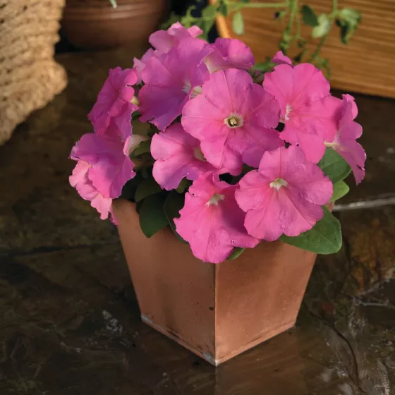 Damask® Pink