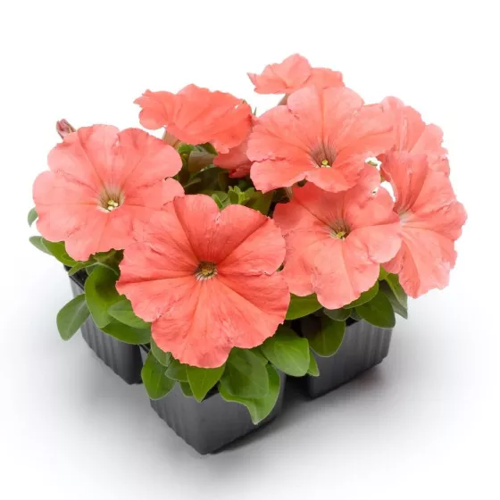 Damask® Salmon