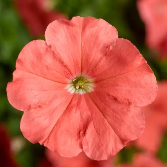 Damask® Salmon