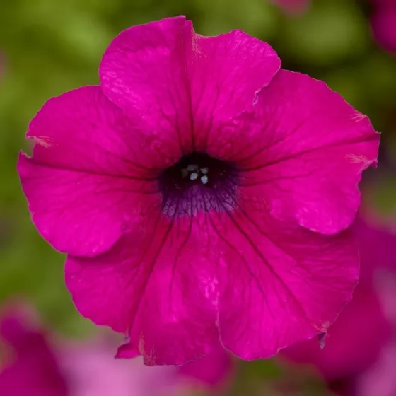 Sanguna® Mega Purple