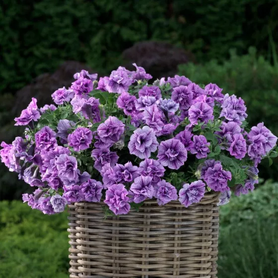 Fun House Double Violet Vein