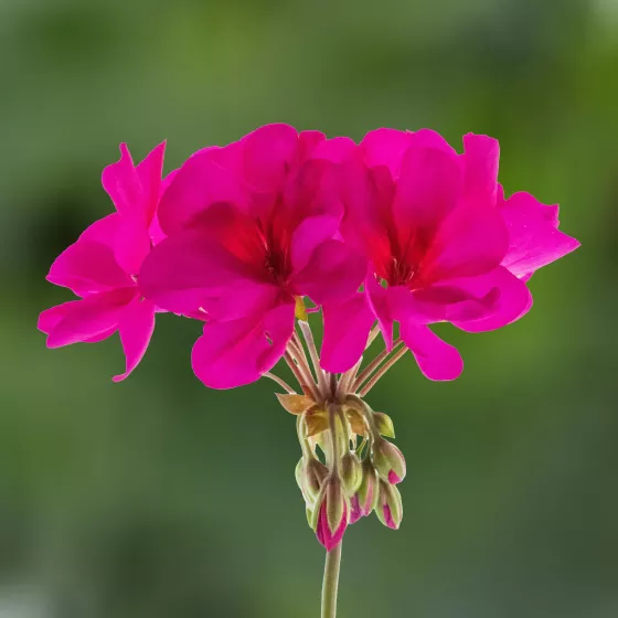 Tango® Violet