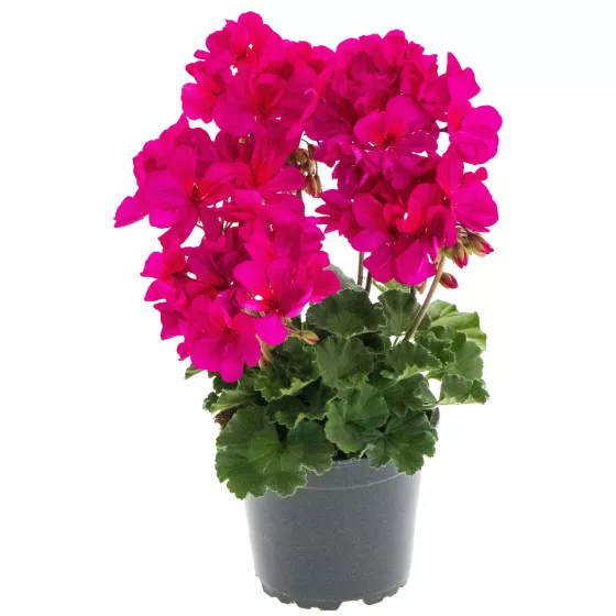 Tango® Violet