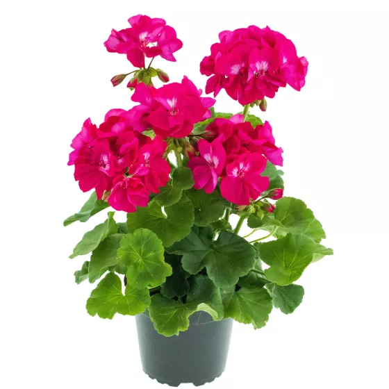 Calliope® L Hot Rose