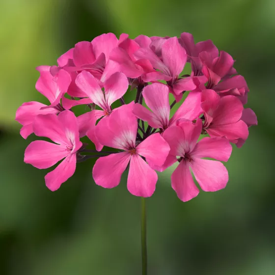 Calliope® Landscape Pink