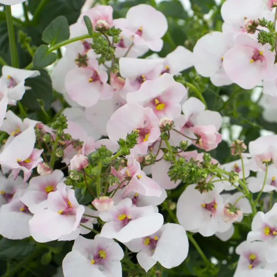 Flying Colors® Appleblossom