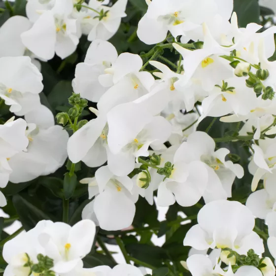 Flying Colors® White Imp.