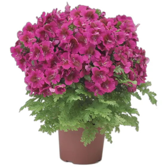 Atlantis Deep Rose
