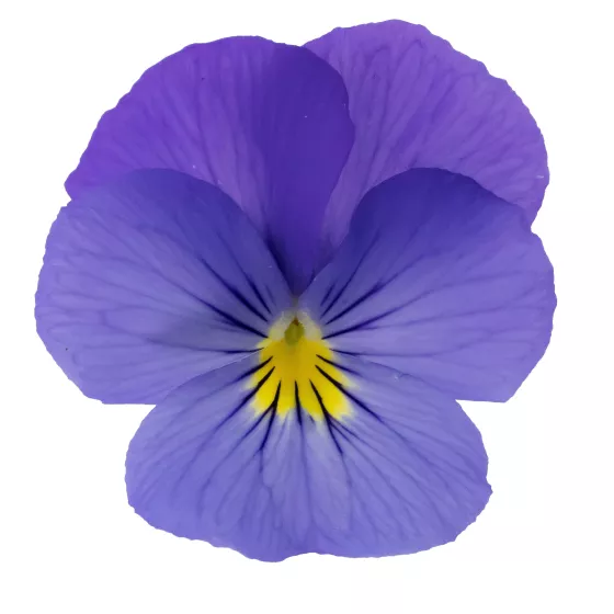 Wellspring Blue