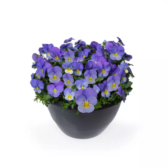 Wellspring Blue