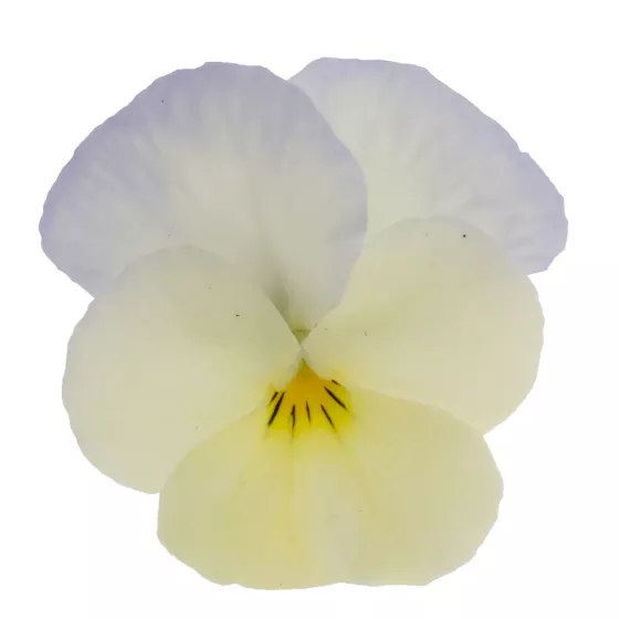 Wellspring Ivory