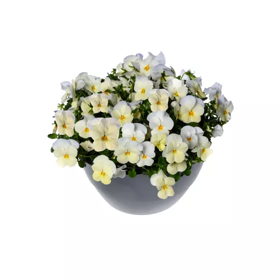 Wellspring Ivory