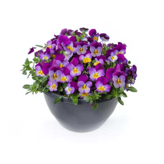 Wellspring Purple Wing