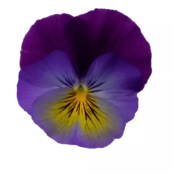 Wellspring Purple Wing