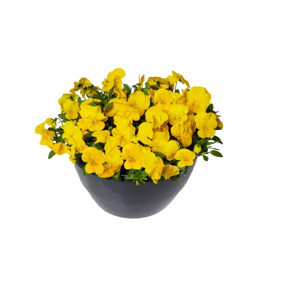 Wellspring Yellow