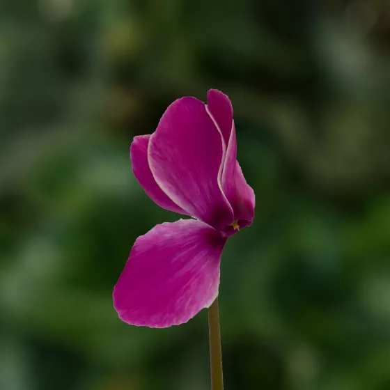 Sierra Purple Flame