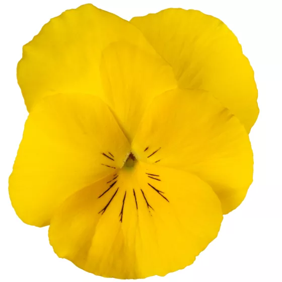 Wellspring Yellow