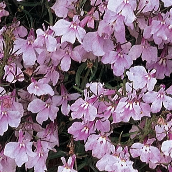 Fountain Lilac